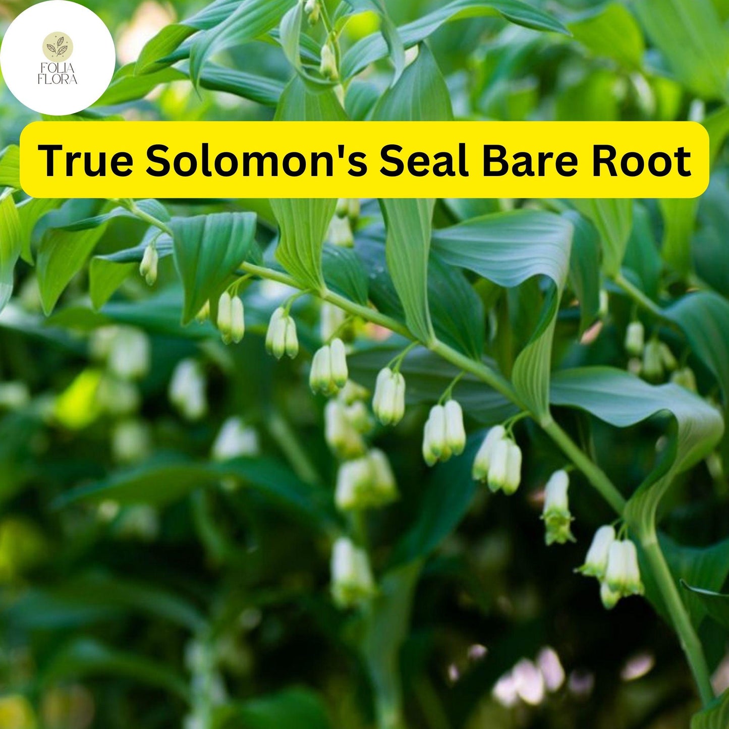 10 True Solomon's Seal Plants (Polygonatum biflorum) - Bare Root