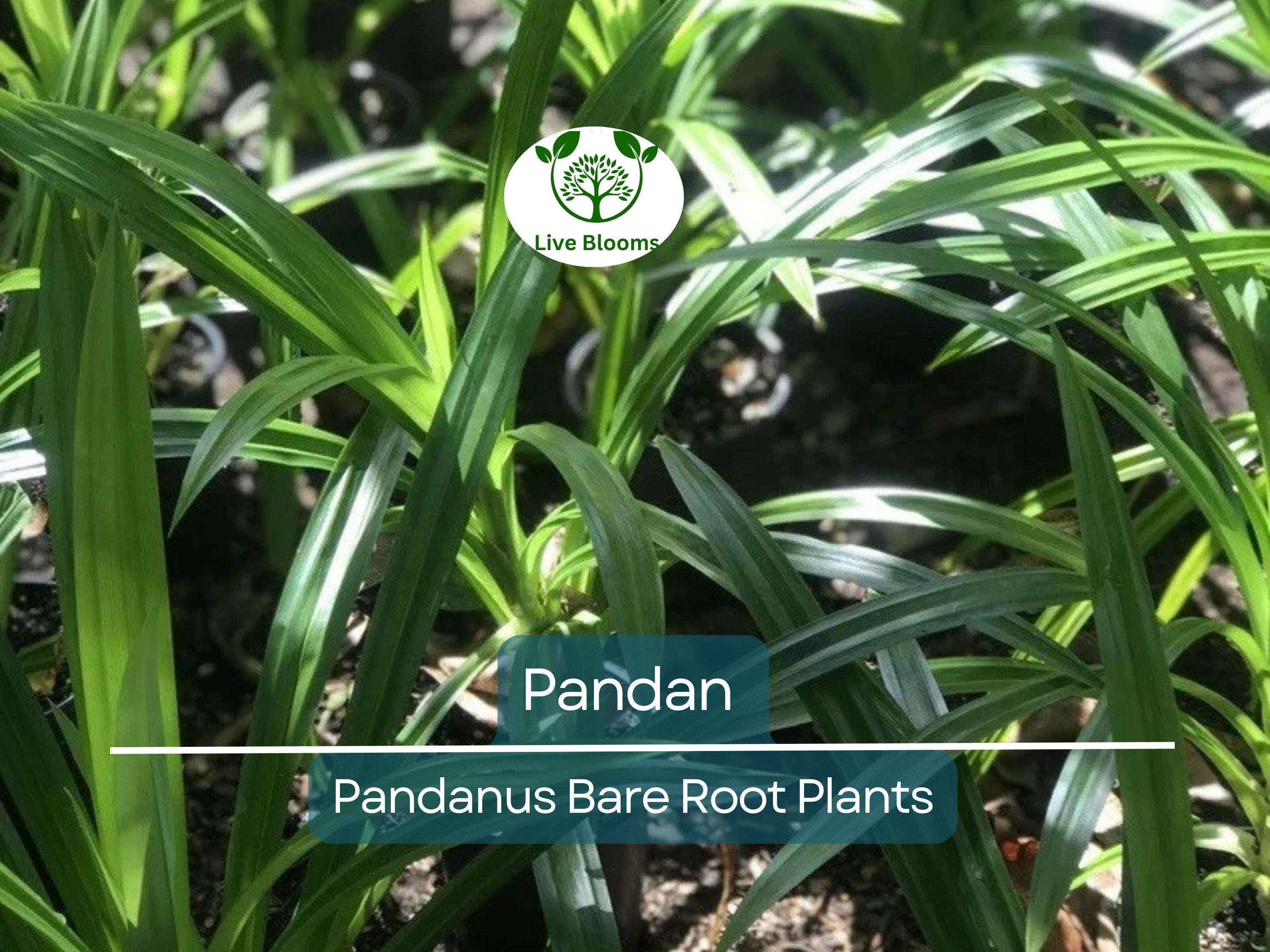 1 Live Pandan Plant – 6–8” Bare Root Tree with Roots – Aromatic Tropical Culinary Leaf Plant – Rare & Fragrant Herb