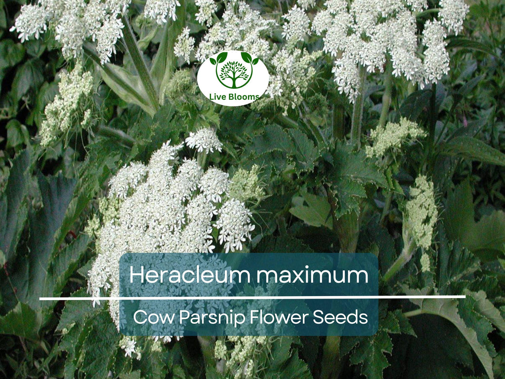 1 Gram Seeds Heracleum maximum (Cow Parsnip) for Planting | Native Perennial Wildflower for Pollinator Gardens & Naturalized Landscapes