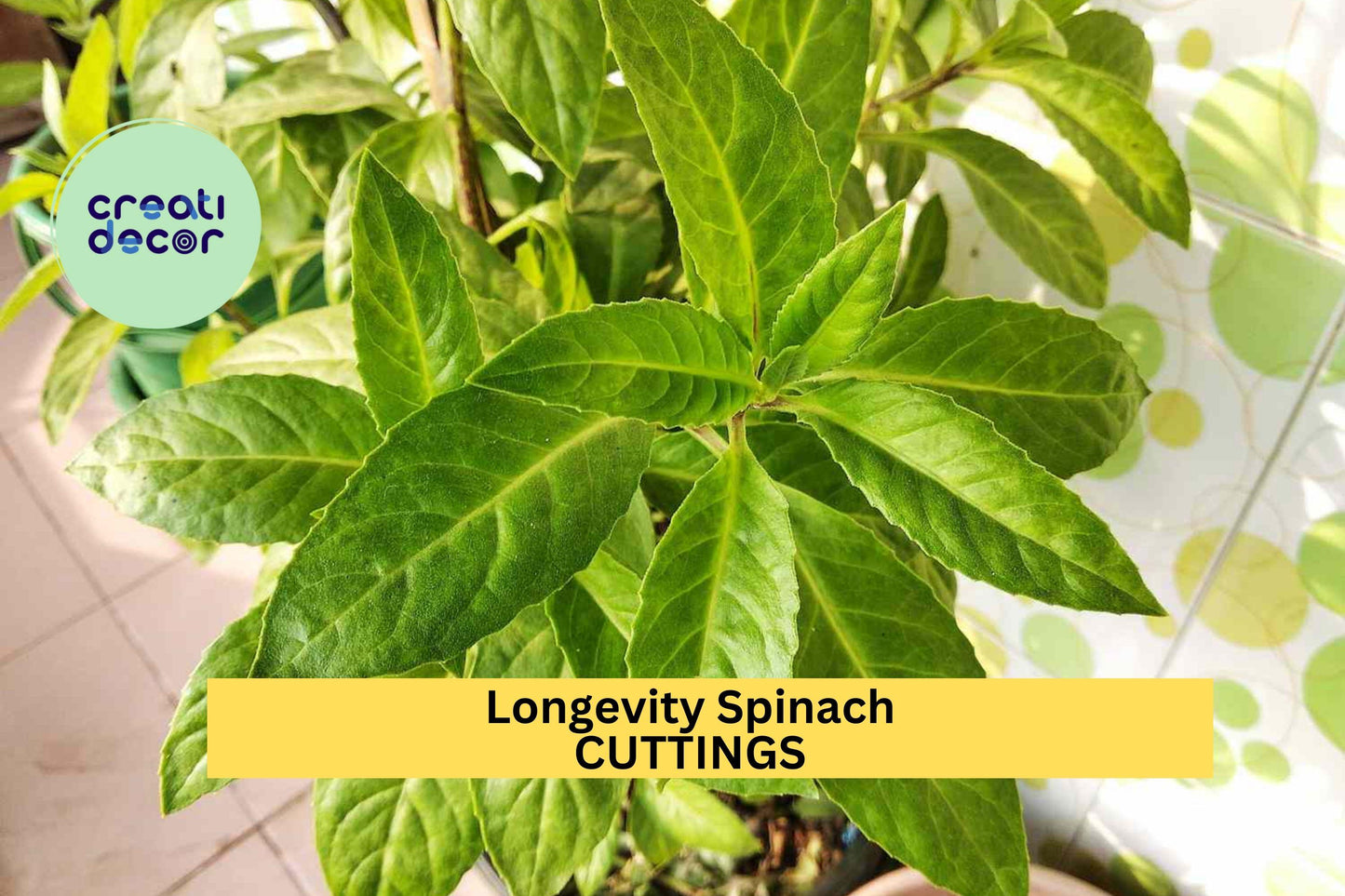 4 Longevity Spinach Cuttings – Gynura procumbens | Perennial Green Leafy Vegetable Plant for Warm Climates, Easy to Grow in Pots or Beds