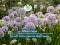 250 mg Onion Seeds - Burrell's Yellow Valencia | Allium cepa | Heirloom Vegetable Seeds for Planting, Gardening & Harvesting