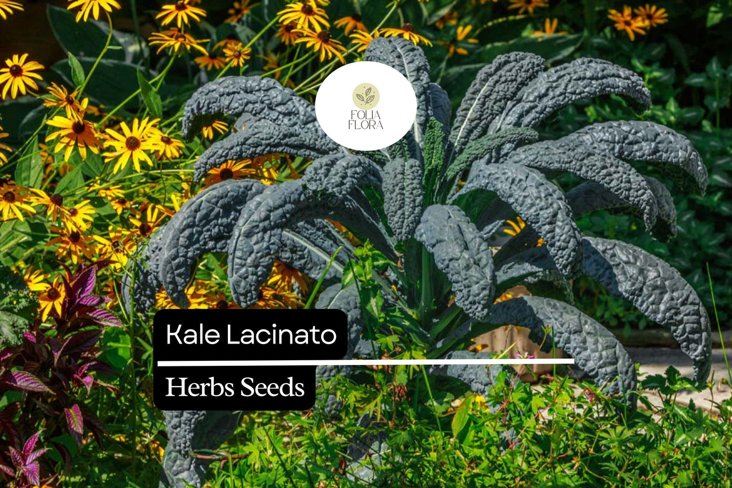 200 Seeds Lacinato Brassica oleracea | Dinosaur Kale, Non-GMO, Heirloom, Nutrient-Rich, Easy to Grow, Perfect for Salads & Soups