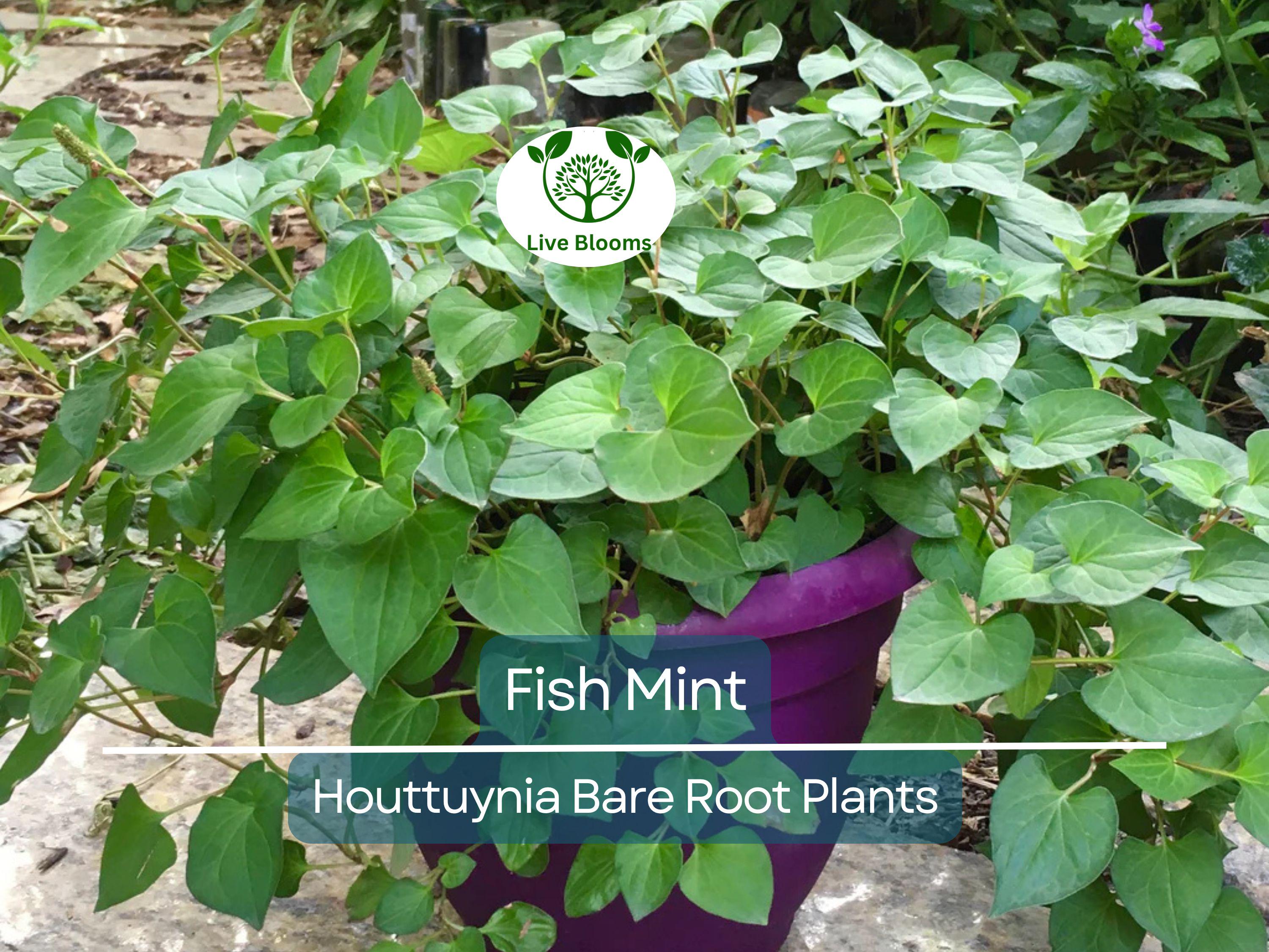 15 Live Bare Root Fish Mint Plants - Houttuynia Cordata Asian Herb - Edible Ground Cover - Rare Live Perennial Starter