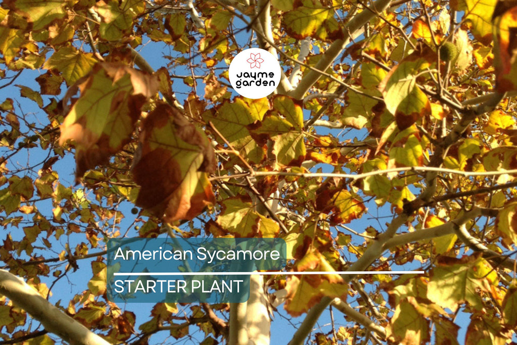 American Sycamore Tree Starter Plant | Live Bare Root | Fast-Growing Shade Tree for Zones 3-9 | 2-3 Feet Tall
