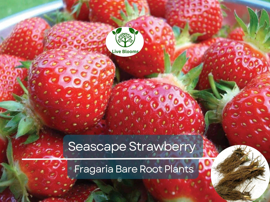 12 Seascape Strawberry Bare Root Plants - Everbearers - Fragaria × ananassa, Sweet Fruit, Non-GMO, Long Harvest, Cold Hardy