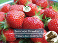 12 Seascape Strawberry Bare Root Plants - Everbearers - Fragaria × ananassa, Sweet Fruit, Non-GMO, Long Harvest, Cold Hardy
