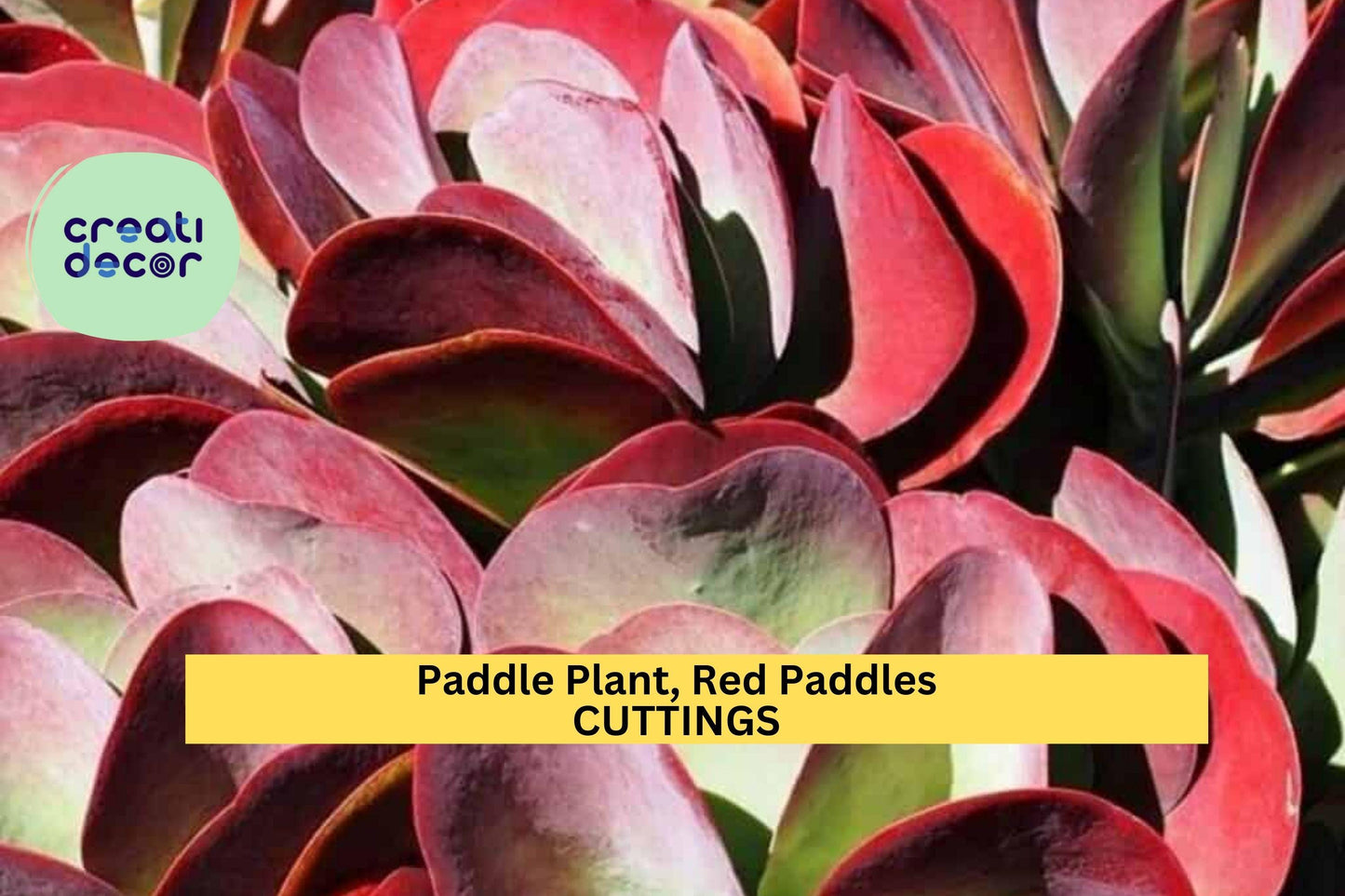 3 Rooted Paddle Plant Cuttings | Red Paddles Succulent | Kalanchoe Thyrsiflora/Luciae | Easy Grow Houseplant or Garden Accent