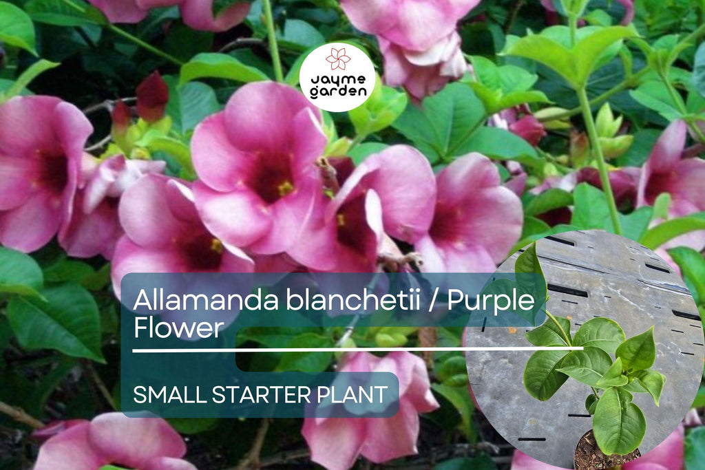 Allamanda blanchetii Starter Plant - Purple Allamanda, 12 Inches Tall - Fast-Growing Tropical Shrub with Vibrant Purple Flowers
