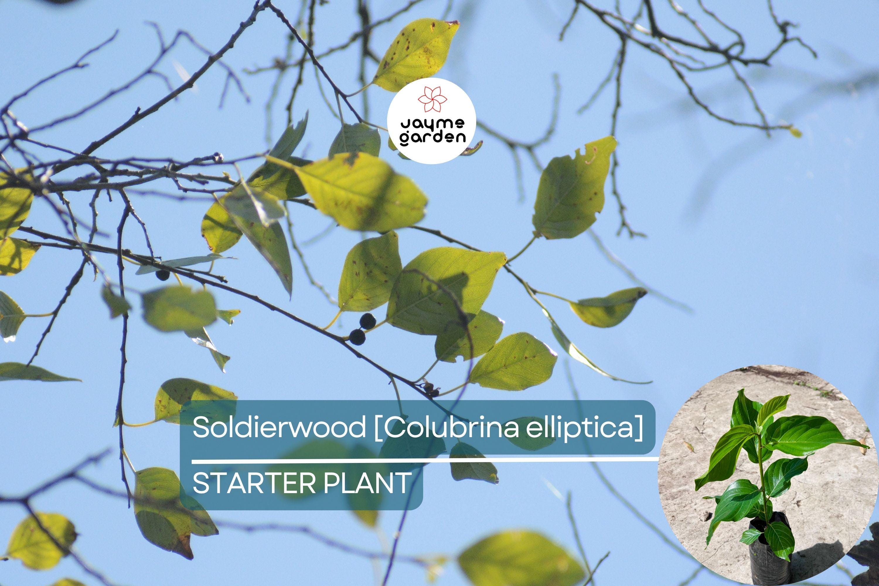 Soldierwood Tree Colubrina Elliptica Live Starter Plant 12-24″ | Wildlife-Friendly Tropical Tree | Hardy Evergreen for Coastal Gardens