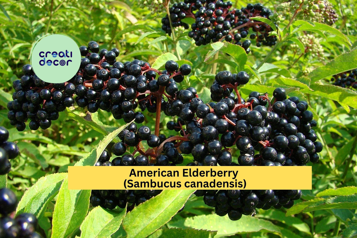 American Elderberry Plant | Sambucus canadensis Live Rooted Starter | Hardy Perennial Fruit Shrub for Outdoor Gardens