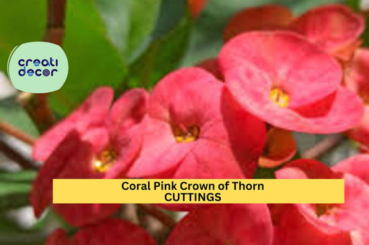 Coral Pink Crown of Thorns Cutting | 1 Unrooted Euphorbia milii Stem | Large Bloom Variety | Succulent Flowering Shrub Starter