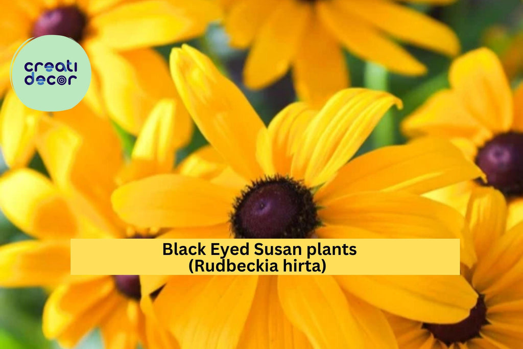 Black Eyed Susan Live Plants – Lot of 6 Bare Root Rudbeckia Hirta, Perennial Wildflower with Golden Blooms, Hardy Garden Plant Zones 3–9