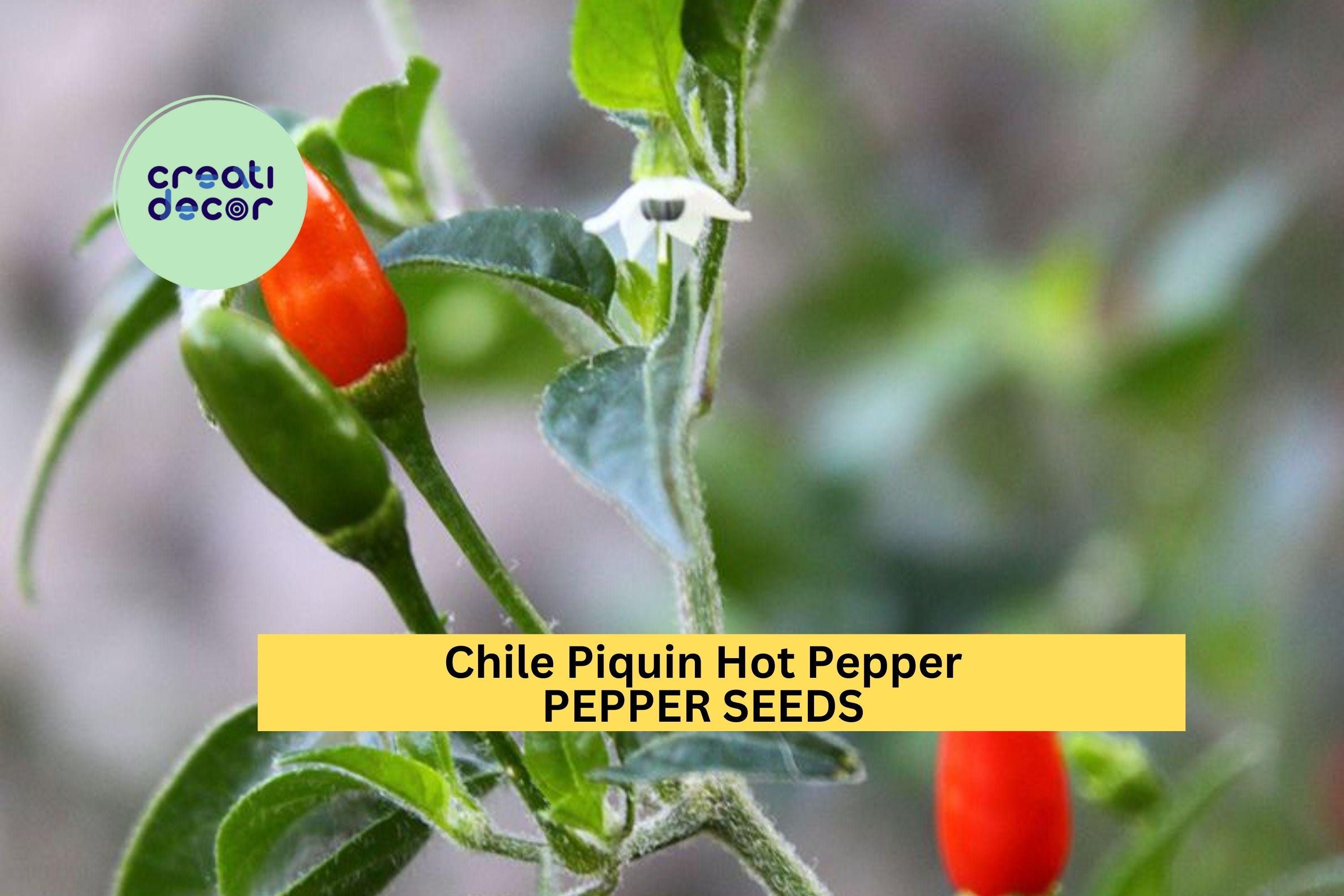 3pcs of 300mg Chile Piquin Hot Pepper Seeds – Tiny Spicy Chiles for Containers, Salsa, and Compact Garden Growing Seeds for Planting