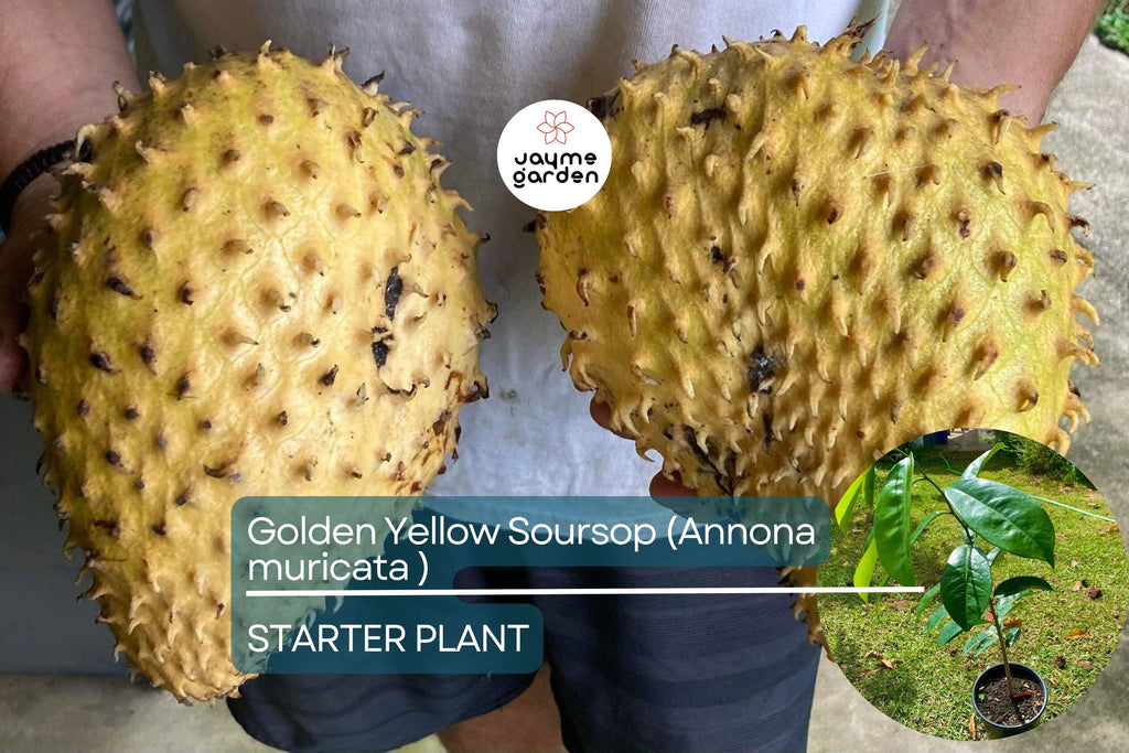 Golden Yellow Soursop Tree - Live Annona muricata 10”-20” | Tropical Fruit Tree for Juicy, Nutritious Fruit