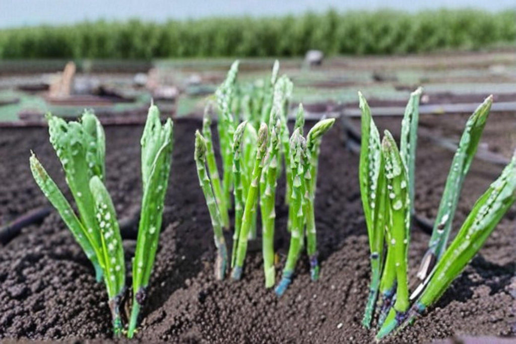Asparagus – Mary Washington 40 Seeds | Heirloom Vegetable | Hardy Perennial | Classic Home Garden Variety