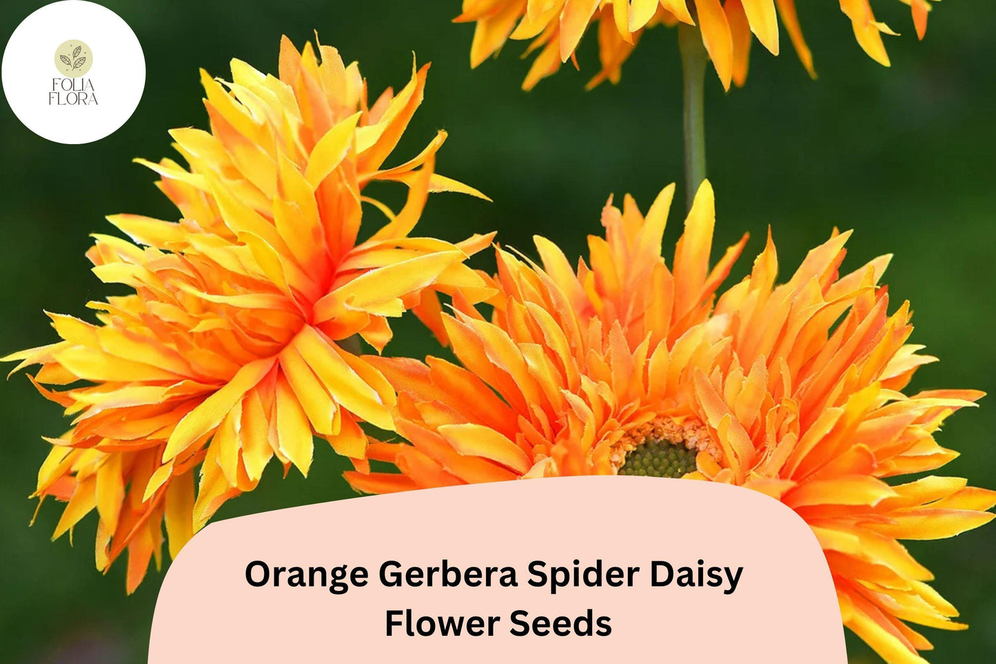 50+ Orange Gerbera Spider Daisy Seeds | Gerbera jamesonii | Unique Petal Shape | Bright Garden Flowers