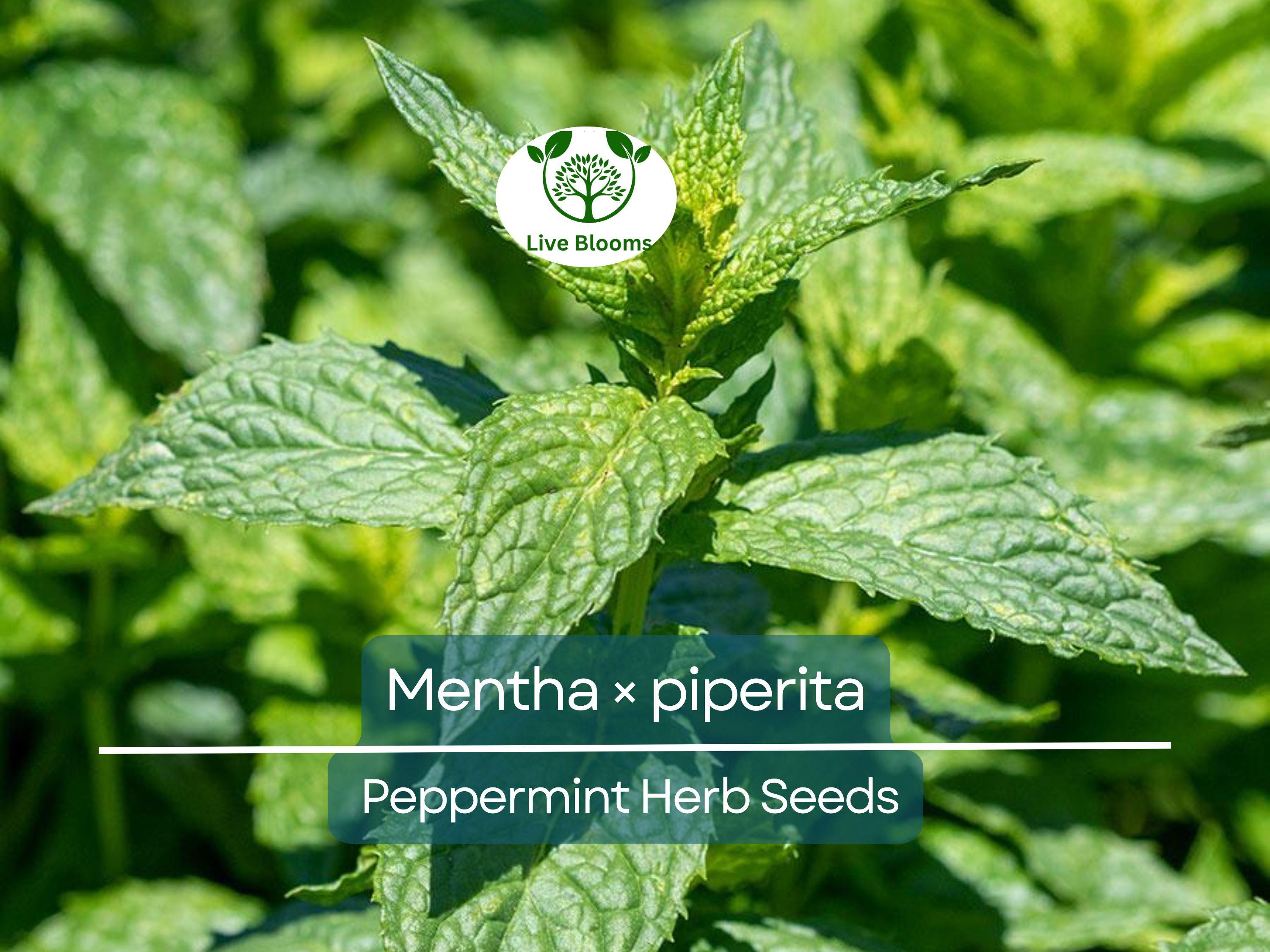 30 mg Seeds Peppermint Herb – Mentha × piperita | Fresh Mint for Planting, Culinary, Tea Uses