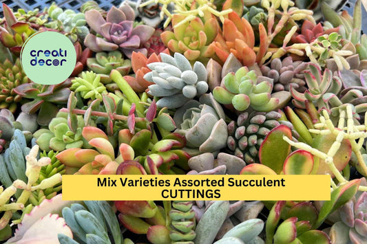 10 Assorted Succulent Cuttings – Mixed Varieties | Colorful Live Unrooted Clippings for Pots, Terrariums, Gifts, or DIY Arrangements