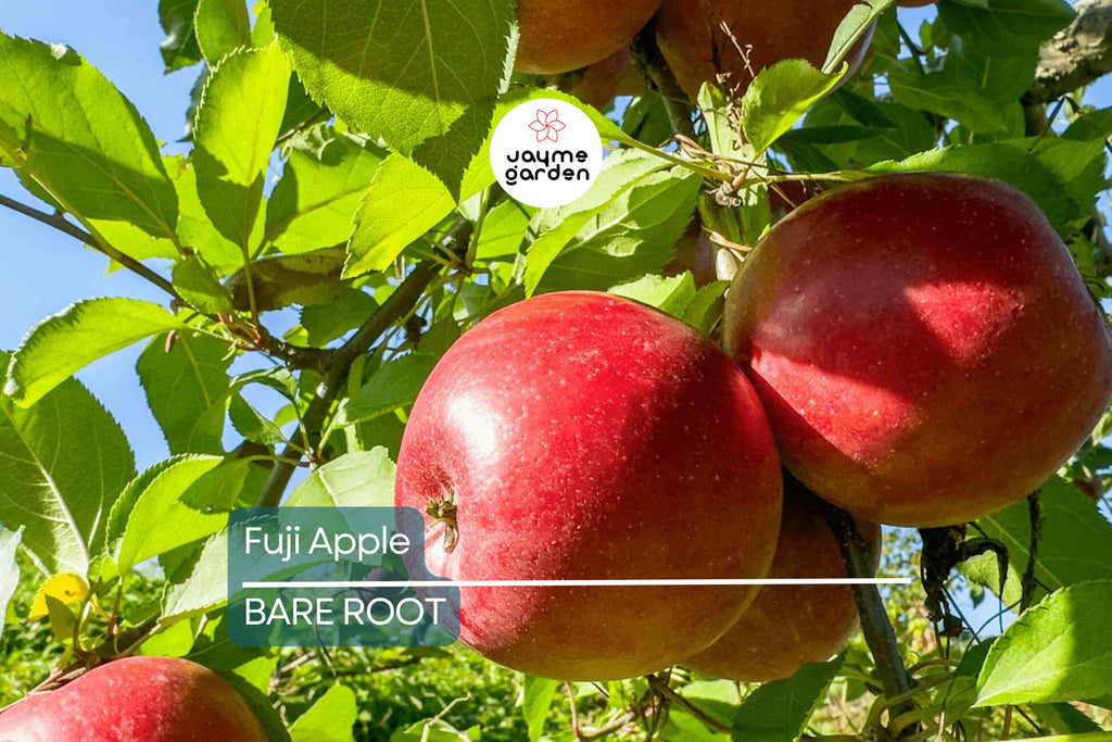 Fuji Apple Tree Live Plant | 2-3 Ft Tall | Bare Root Semi-Dwarf Fruit Tree | Sweet & Juicy Apples | Cold Hardy | Zones 4-9