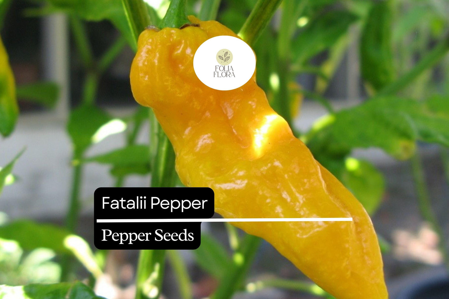 5 Seeds Fatalii Pepper, Capsicum chinense, Rare Fiery Yellow Chili for Exotic Hot Sauces