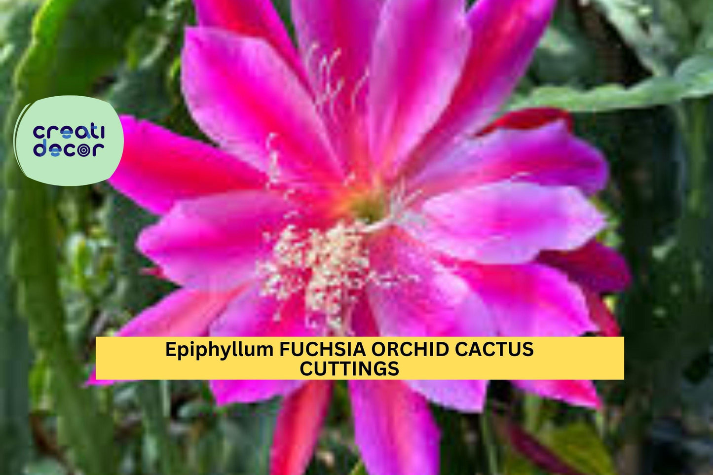 2 Rare Epiphyllum Fuchsia Orchid Cactus Cuttings – 5"–8" Segments for Planting, Stunning Exotic Blooms – USA