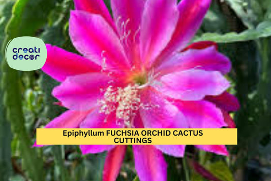 2 Rare Epiphyllum Fuchsia Orchid Cactus Cuttings – 5"–8" Segments for Planting, Stunning Exotic Blooms – USA