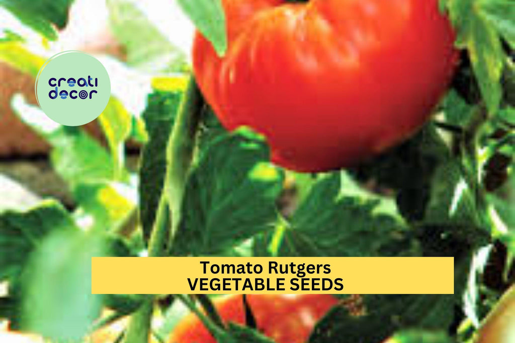 3pcs of 100mg Tomato Rutgers Seeds – Classic Heirloom Tomato Seeds for Planting – Juicy Red Tomatoes for Home Garden and Containers