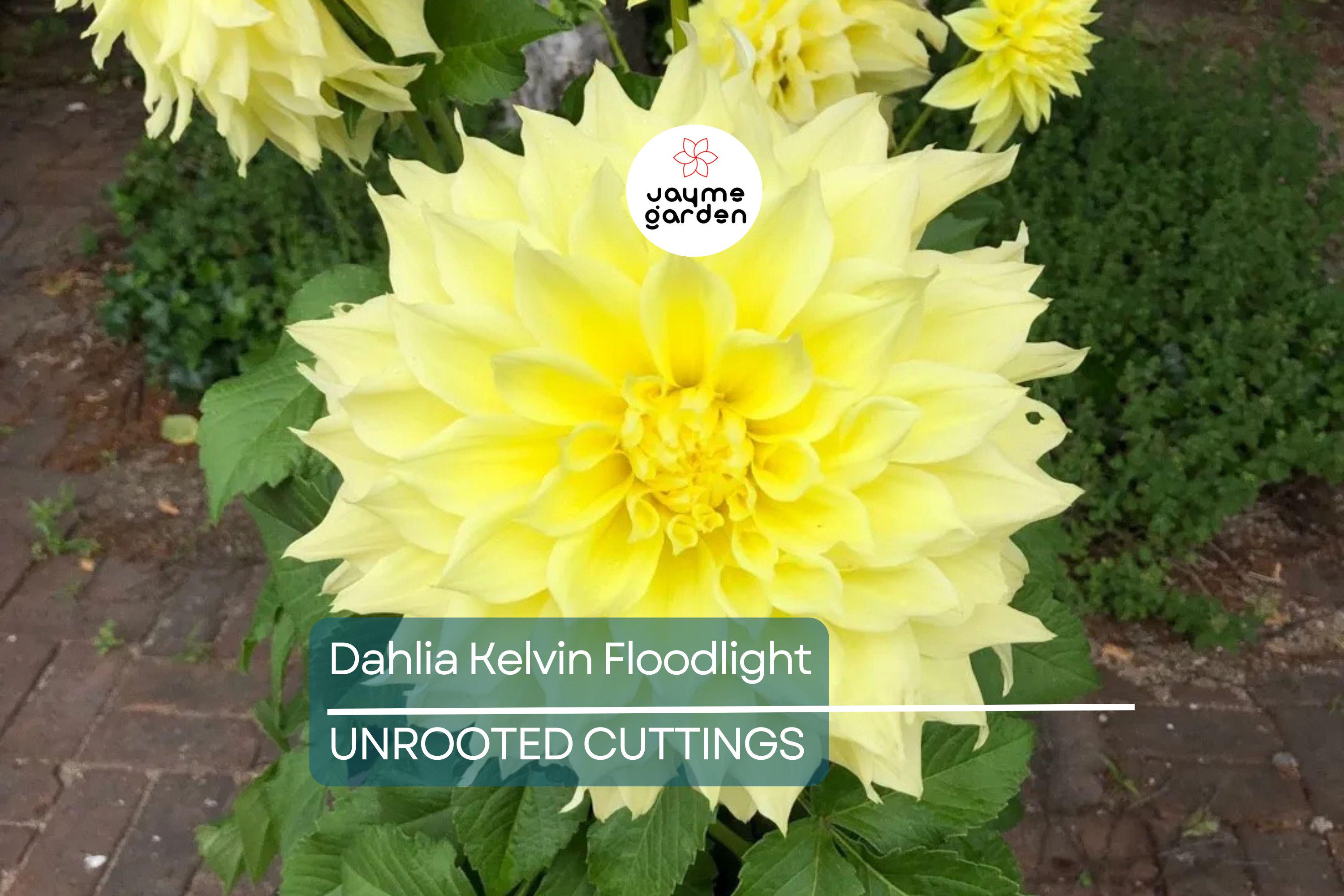 Dahlia Kelvin Floodlight 36-48" Live Flower Bulb Tuber | Yellow Dinnerplate Dahlia | Large 12" Blooms