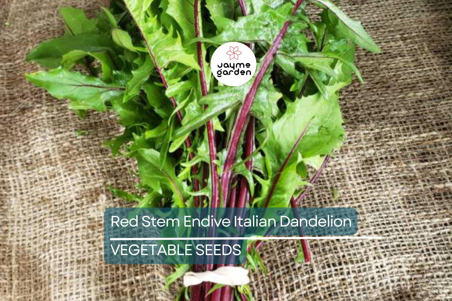 500 Red Stem Endive Italian Dandelion Seed (Chicory), Non-GMO Heirloom, Cold Tolerant, Free Shipping