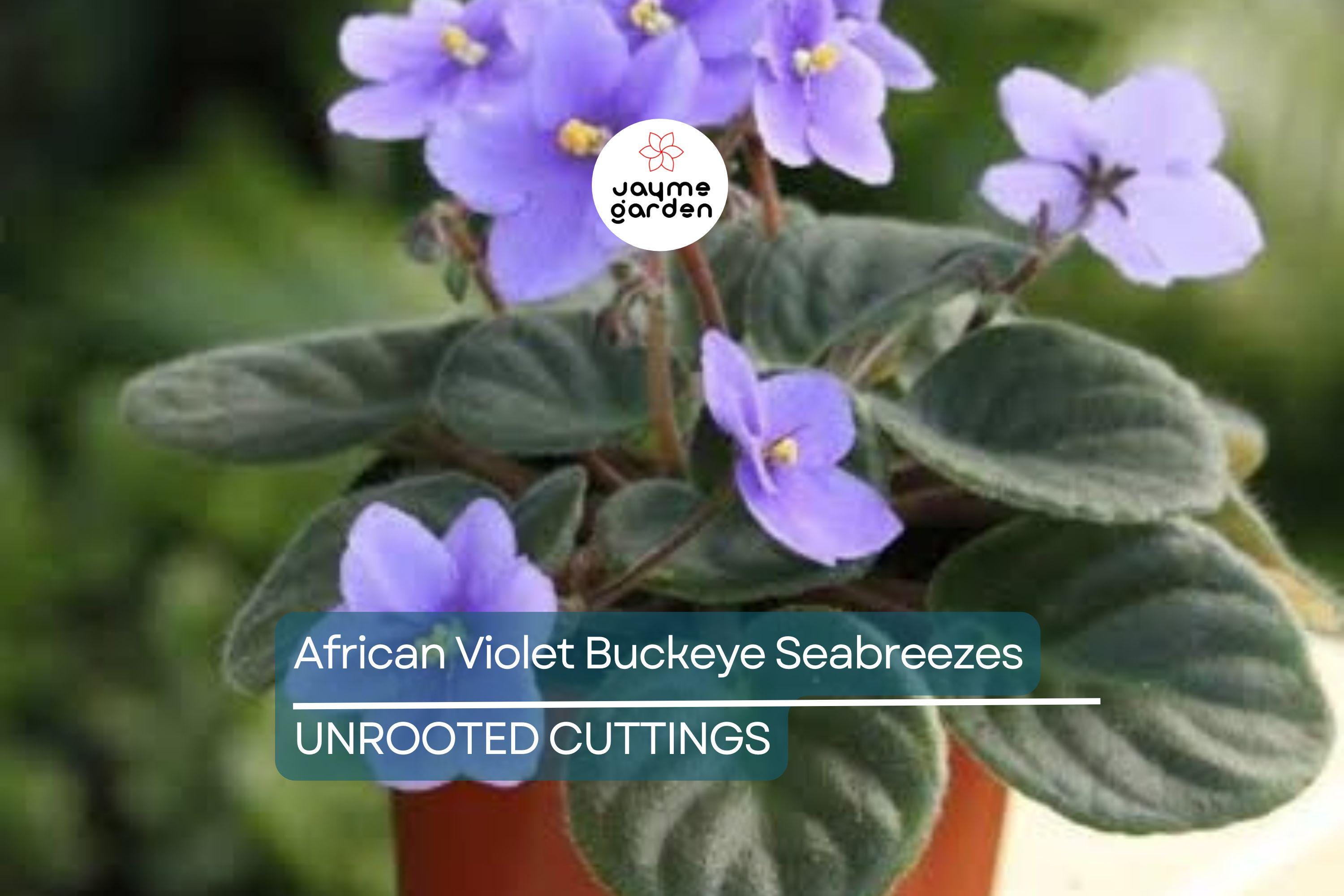 African Violet Buckeye Seabreazes Pair of Cuttings | Easy Care Houseplant for Indoor Beauty
