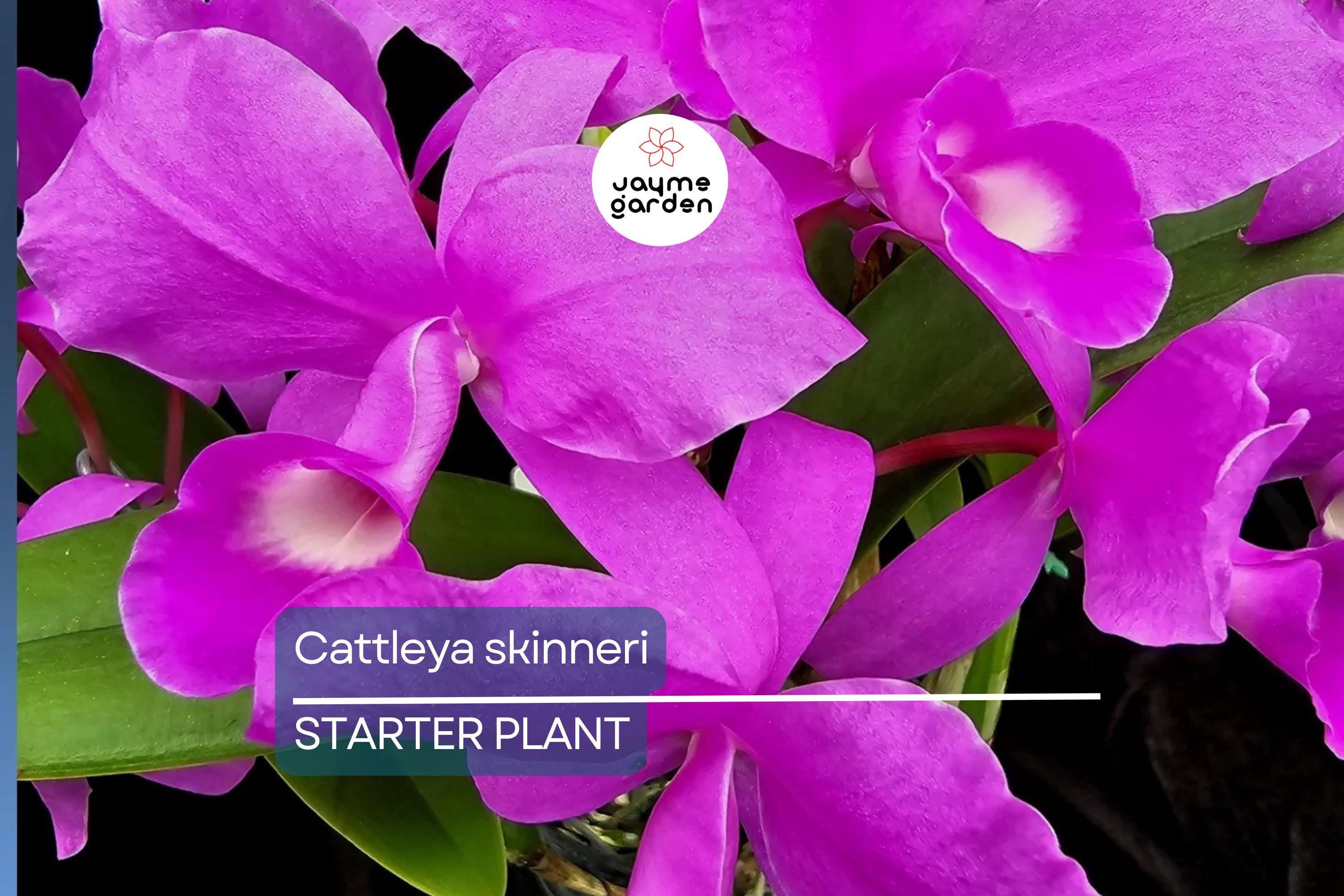 Cattleya Skinneri 3N Pink Live Orchid Seedling | National Flower of Costa Rica | 2" Pot | Rare Pink-to-Light Purple Blooms