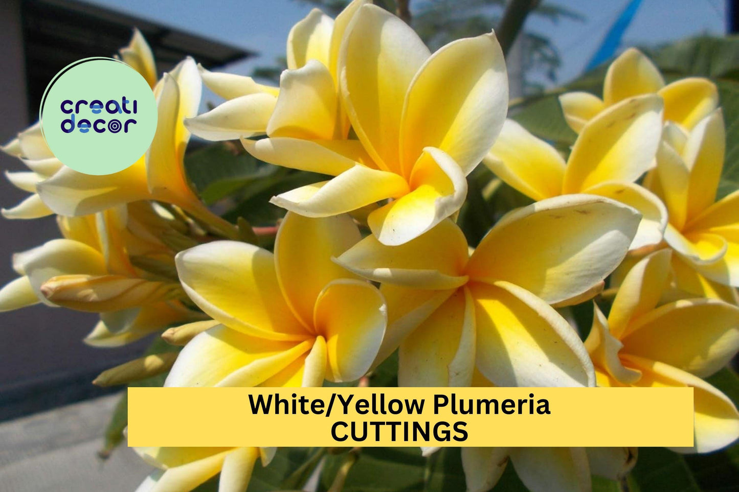 White Yellow Plumeria Cutting | Single Head 10-12" Unrooted Starter | Tropical Frangipani Flower Tree for Garden or Patio Pot