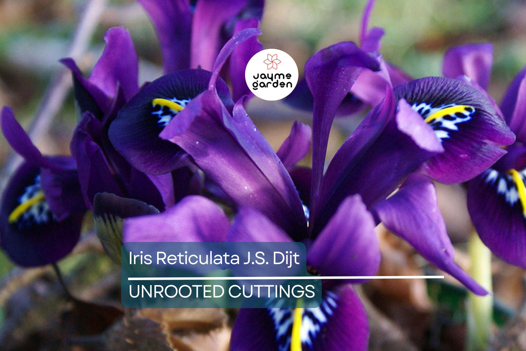 Iris Reticulata J.S. Dijt 4-8" Live Flower Bulbs | Purple Dwarf Iris | Early Blooming Perennial | 10-Pack