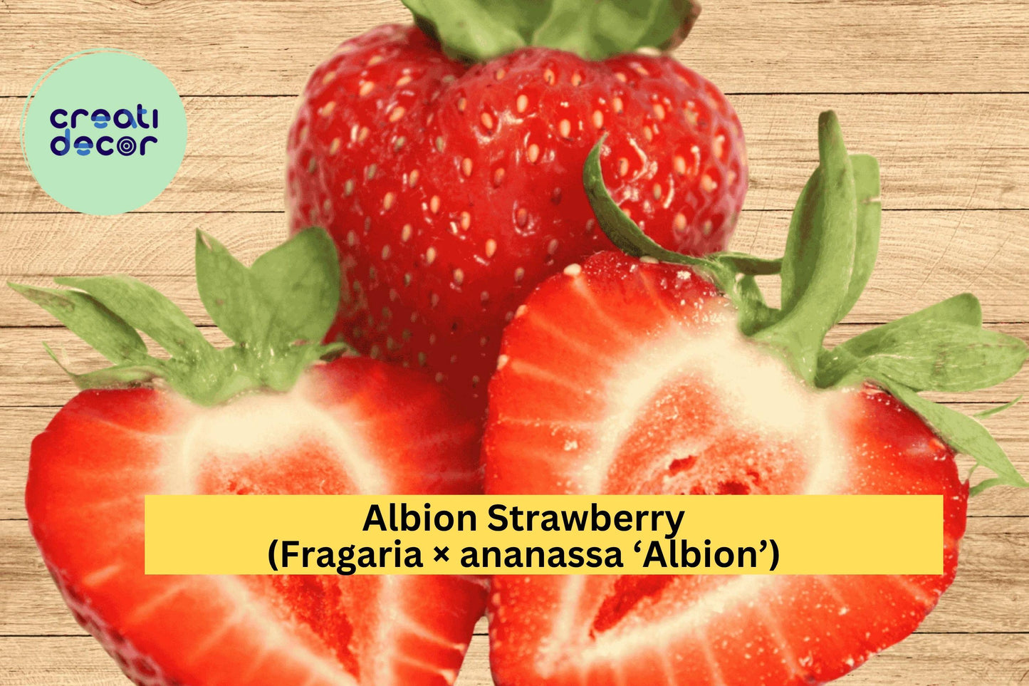 15 Albion Strawberry Roots – Fragaria × ananassa ‘Albion’ – Bare Root Day-Neutral Everbearing Variety for Garden or Planter