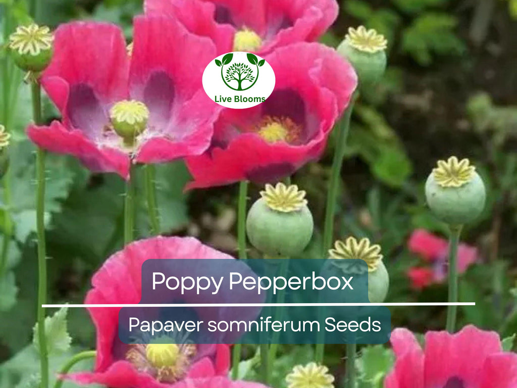 1000 Poppy Pepperbox Seeds, Pink/Purple Culinary Grade, Large Blooms, Non-GMO, USA Grown, Edible Flowers for Garden & Cooking