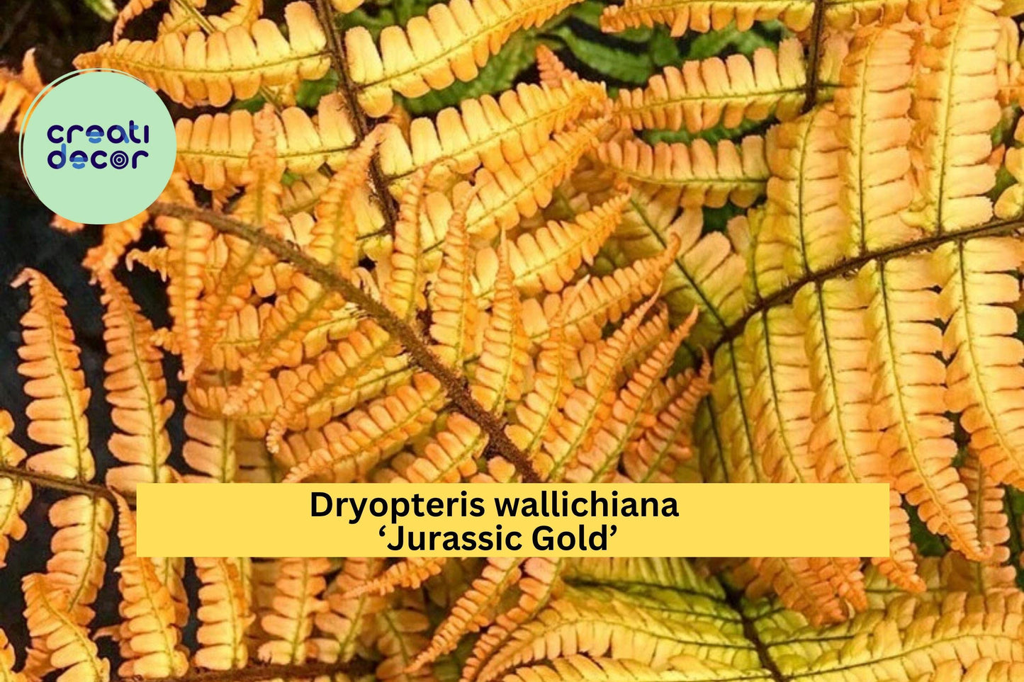 Dryopteris ‘Jurassic Gold’ Live Fern – Perennial Shade Plant, Hardy Golden Foliage for Woodland Garden or Containers, Free Shipping