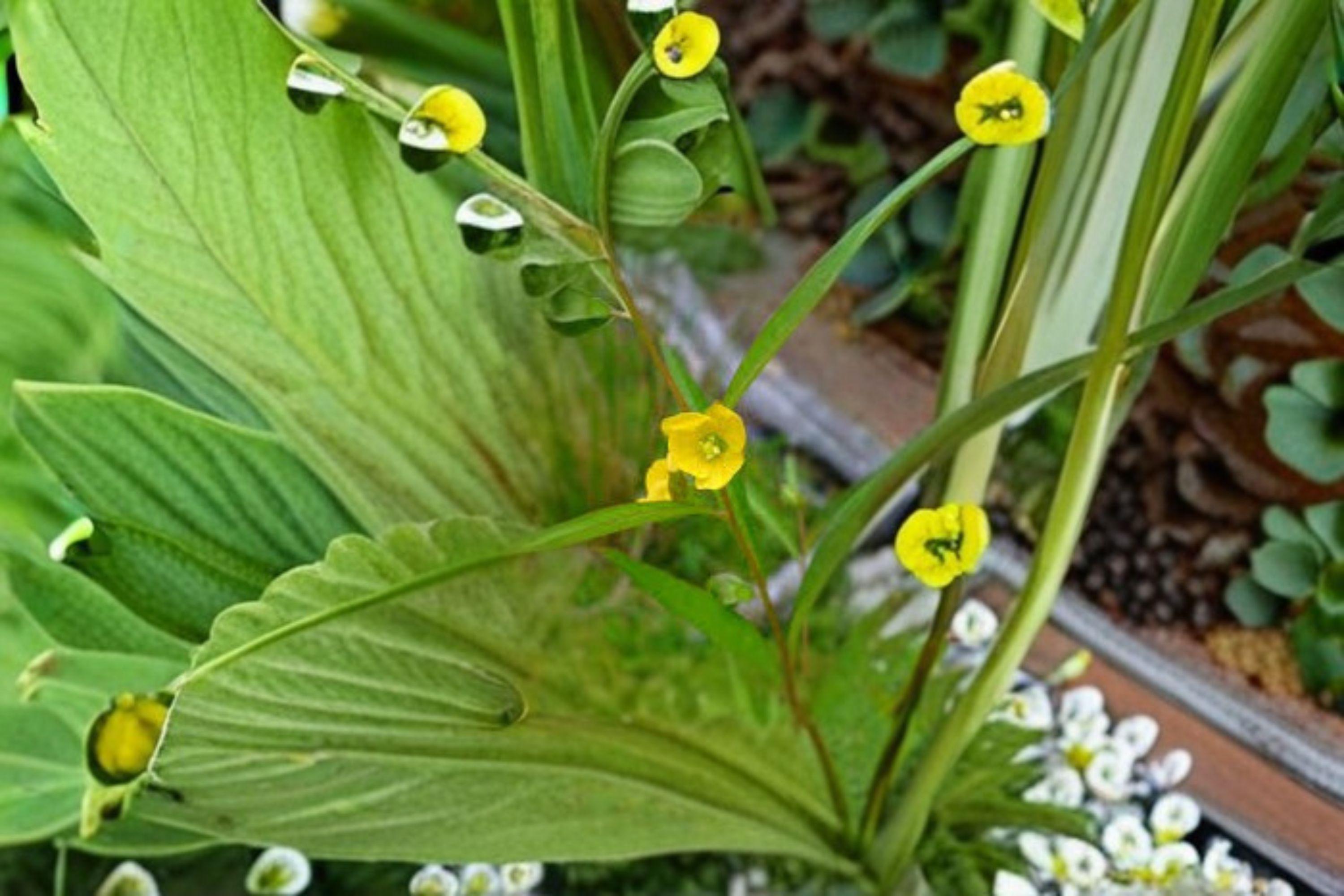Seedbox – Ludwigia alternifolia, Native Wetland Wildflower | Yellow Summer Blooms (1,000 Seeds)