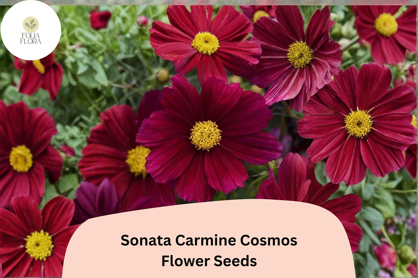 200+ Sonata Carmine Cosmos Seeds | Cosmos bipinnatus Deep Pink Blooms | Compact Annual Garden Flower Seeds
