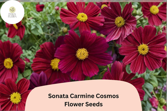 200+ Sonata Carmine Cosmos Seeds | Cosmos bipinnatus Deep Pink Blooms | Compact Annual Garden Flower Seeds