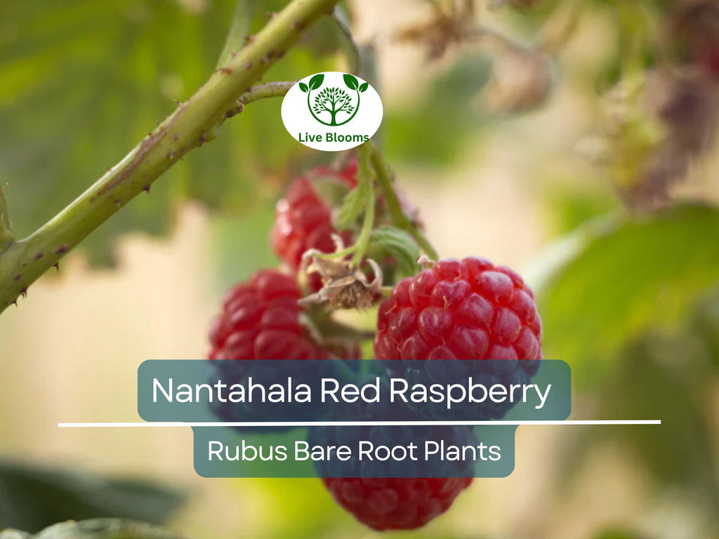 1 Nantahala Red Raspberry Plant - Rubus - Bare Root Starter Plant - Edible Fruit Garden Berry Bush