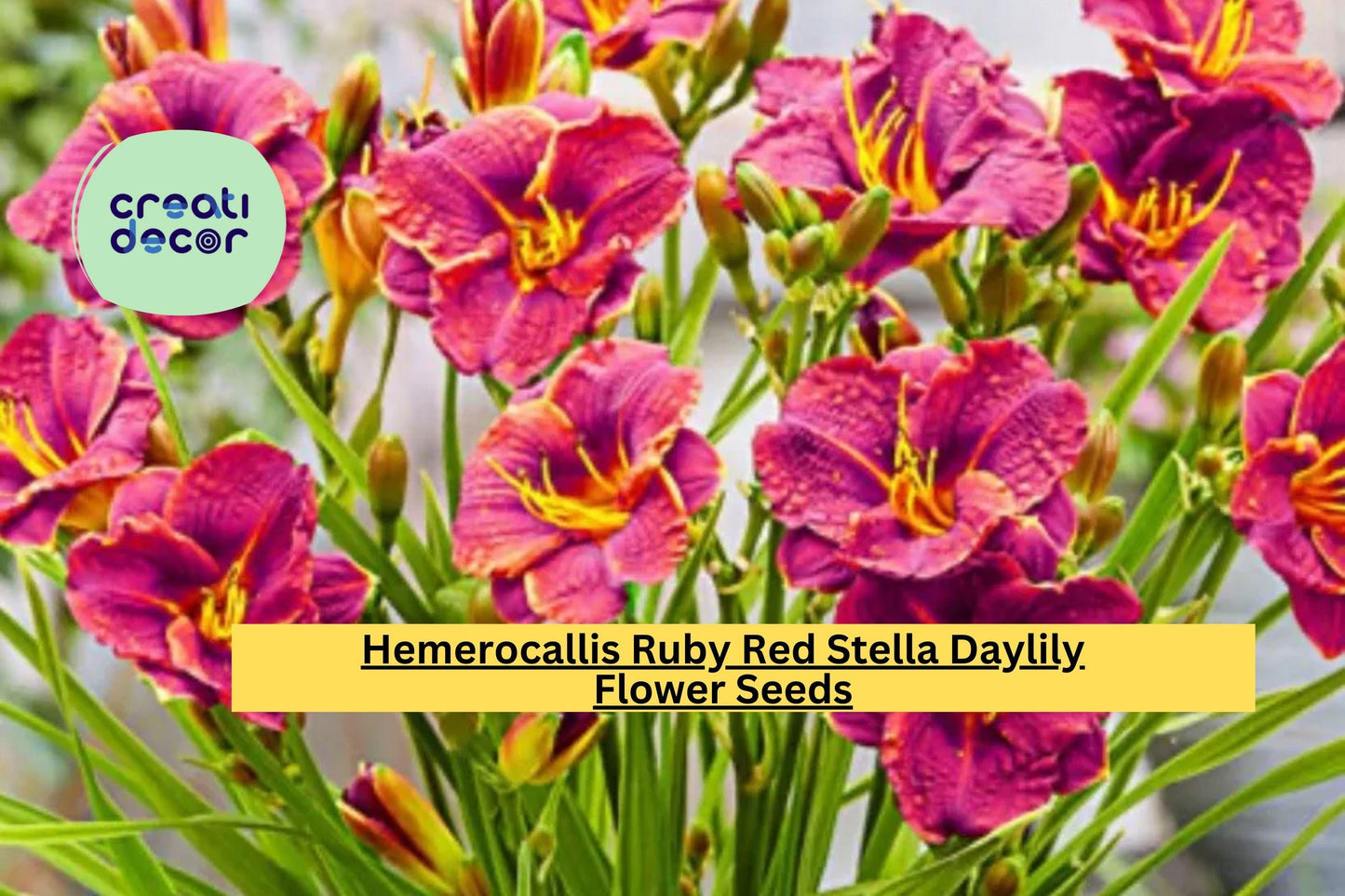 Hemerocallis Ruby Red Stella Daylily – 1 Live Bare Root Fan Plant, Hardy Perennial Flower, Bright Red Blooms for Garden Borders & Beds