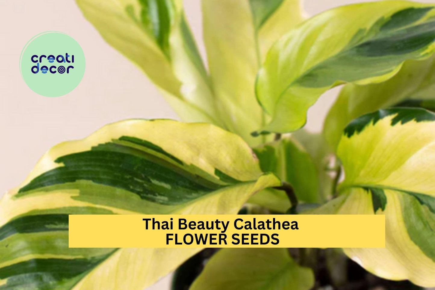 25+ Thai Beauty Calathea Seeds – Exotic Variegated Foliage for Garden Planting, Stunning Tropical Accent or Indoor Plant – USA