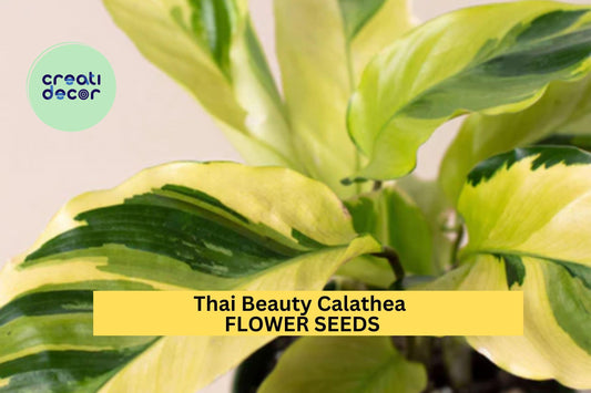 25+ Thai Beauty Calathea Seeds – Exotic Variegated Foliage for Garden Planting, Stunning Tropical Accent or Indoor Plant – USA