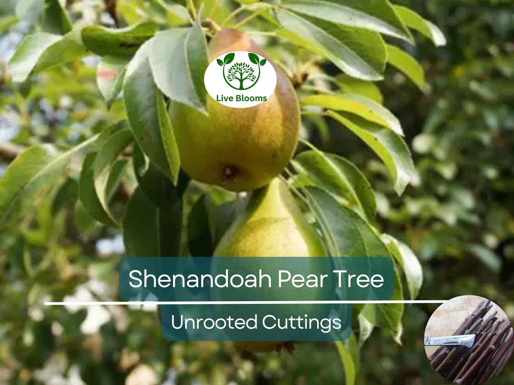 3 Shenandoah Pear Tree Scions, Unrooted Cuttings 10-12 Inches for Grafting & Rooting – Pyrus communis, Sweet Pear, Fruit Tree Propagation