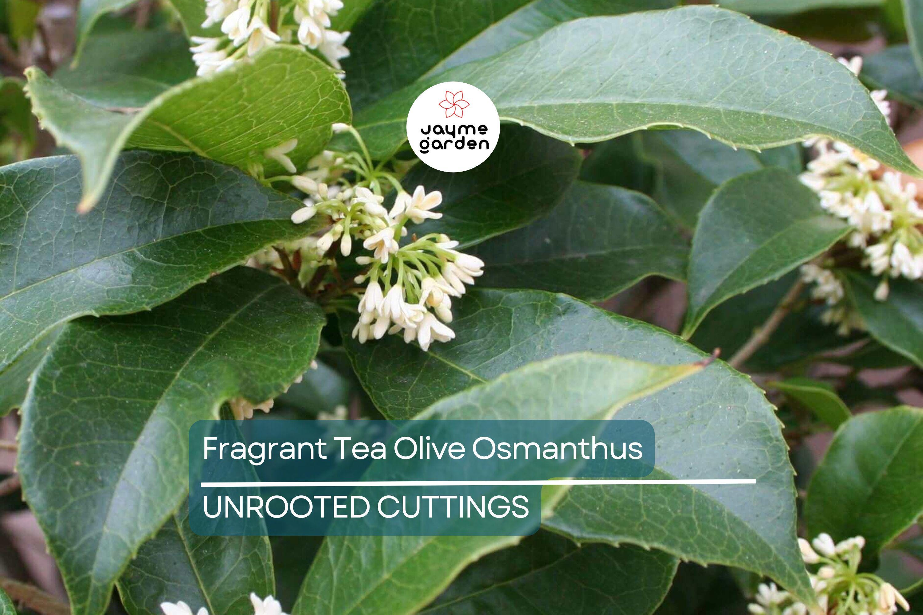 8 Fragrant Tea Olive Osmanthus Fragrans Live Cuttings 8”+ - Sweet Tea Evergreen, Fast-Growing, Aromatic, Edible Flowers