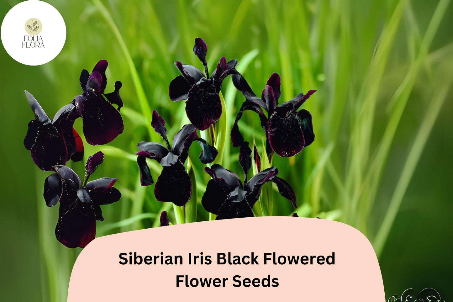 30pcs Siberian Iris Seeds – Velvety Black Blooms for Elegant Garden Beauty