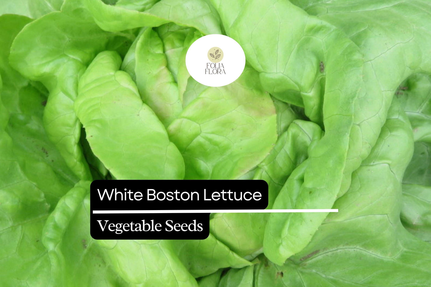 1000 White Boston Buttercrunch Lettuce Seeds – Lactuca sativa – Heirloom, Tender & Buttery, Heat-Tolerant