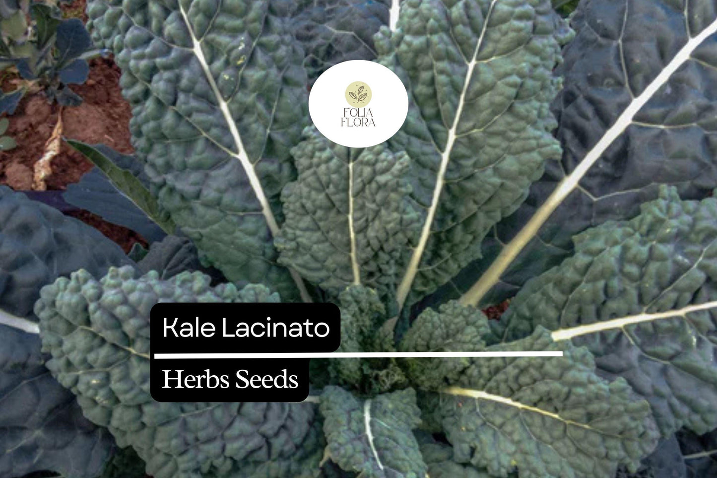 200 Seeds Lacinato Brassica oleracea | Dinosaur Kale, Non-GMO, Heirloom, Nutrient-Rich, Easy to Grow, Perfect for Salads & Soups