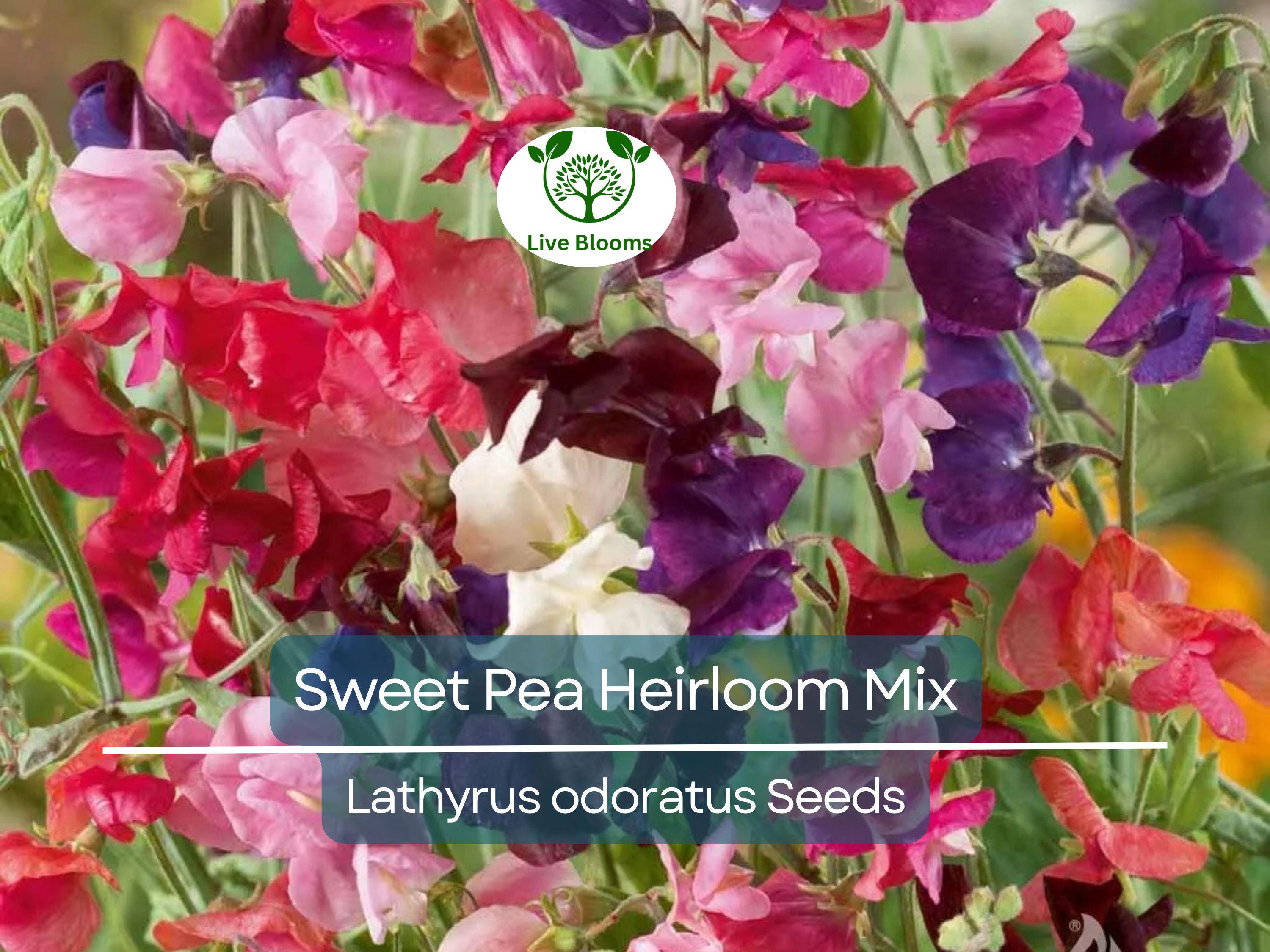 20 Seeds Sweet Pea Heirloom Flower Mix, Lathyrus Fragrant Climbing Vine, Non-GMO, Aromatic Garden Flowers, Easy to Grow