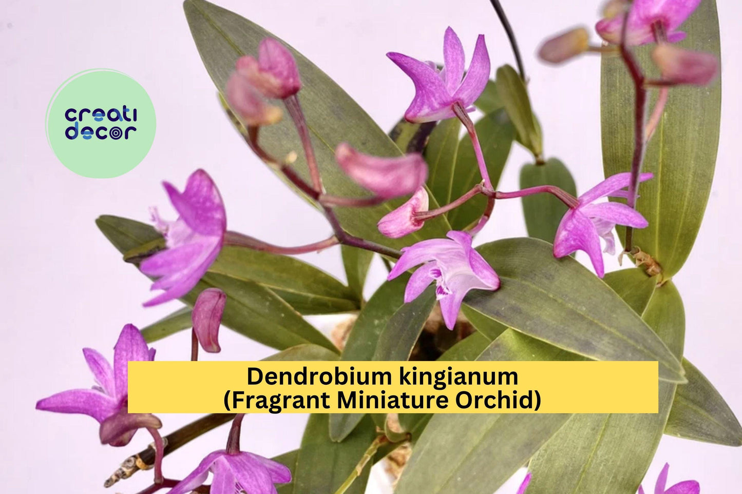 Dendrobium kingianum – Fragrant Miniature Orchid Species – Live Plant with Pink-Purple Blooms, Easy Care Indoor Orchid